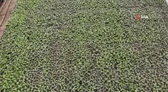 Serada üretilen sebze ve meyve fideleri çiftçiye can suyu oluyor