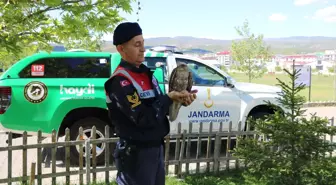 Bingöl'de yaralı şahin tedavi altına alındı