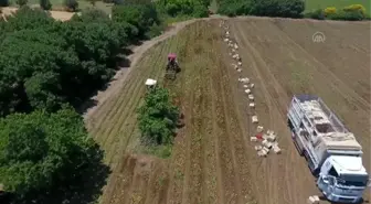 Patates tarla günü etkinliği yapıldı