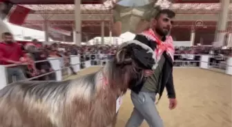 Honamlı tekesi ve Merinos koçu güzellik yarışması yapıldı