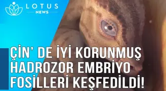 Video: Çin'de İyi Korunmuş Hadrozor Embriyo Fosilleri Keşfedildi