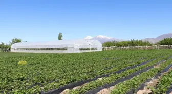 Niğde'de hibe desteğiyle kurulan ilk topraksız serada hasat hazırlığı