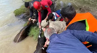 Adacıkta mahsur kalan 16 büyükbaş hayvan kurtarıldı