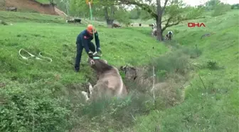 DEREYE DÜŞEN İNEK KURTARILDI