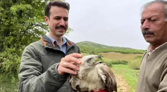 Kızıl şahin, 2 aylık tedavisinin ardından doğaya salındı