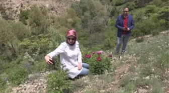 'Cehrilik laleleri' çiçek açtı