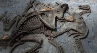 Araştırmacılar, 125 milyon yıllık bir dinozor fosili buldu