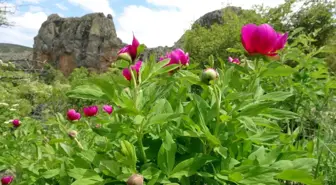 Sadece 15 gün ömrü olan cehrilik lalesi doğayı renklendirdi