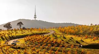 Avustralya'daki Ulusal Arboretum'dan Sonbahar Manzarası