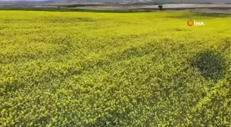 Biyodizel ham maddesi 'kanola' çiftçinin yeni umudu oldu