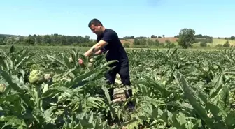 Coğrafi işaret tescilli Hasanağa enginarında hasat zamanı