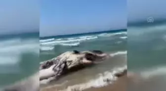 Akdeniz'de ölü bir ispermeçet balinası Yafa kıyılarına vurdu