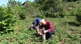 Aromasıyla sofraları süsleyen Osmanlı çileğinde hasat başladı