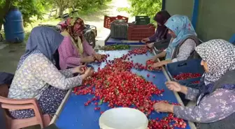 Hasada Başlayan Manisalı Kiraz Üreticisi Dertli: 'Maliyeti 22 Lira, Pazarda 15 Lira. Böyle Giderse Ağaçta Bırakacağım'