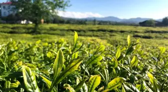 Lipton Doğu Karadeniz'de çay hasadına başladı