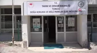 Tunceli'de bitkin halde bulunan yaban keçisi koruma altına alındı