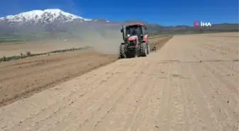 Adilcevaz'da şiddetli fırtına ve soğuk hava ekili alanlara zarar verdi