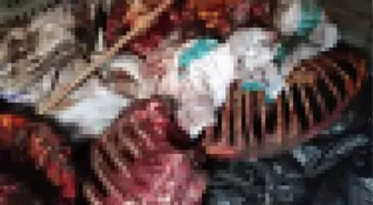 İzmir'de at eti alarmı! 3 bin 660 kilo çürümeye yüz tutmuş at eti ele geçirildi