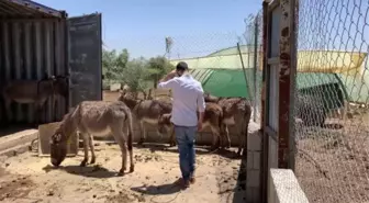 Ürdün'ün şifa ve güzellik kaynağı 'eşek sütü'