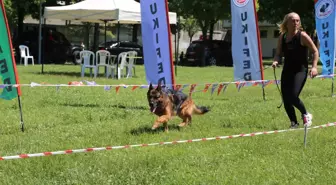 'Uluslararası Köpek Irkları Marmara Cup Yarışması' yapıldı