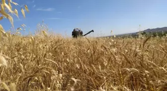 Çukurova'da buğday hasadı başladı