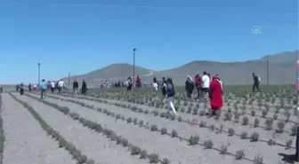 Karapınar'da Göktepe, Acıgöl, Lavanta Bahçesi Uçuş Festivali düzenlendi