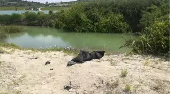 Tarsus'ta barajda balık avlarken, ayağı ağlara takılıp düştüğü suda boğuldu