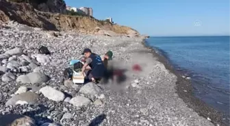 ZONGULDAK - Karadeniz'de görülen yunus ölümleri araştırılıyor