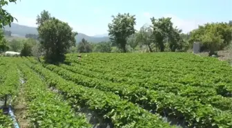 Çilekte verim geçen yıla göre arttı