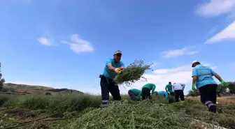 Efeler'in Şifalı Kekikleri Hasat Ediliyor