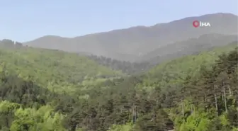 Kazdağları'nda adeta polen fırtınası yaşandı