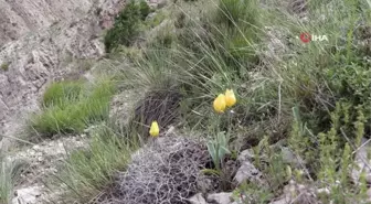 Oltu'da doğal laleler Sitare dağını süslüyor