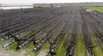 Tek tek elle toplanıyor, kilosu 360 TL'ye kadar çıkıyor