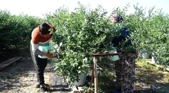 Hasat dönemi başlayan yaban mersininin kilosu 360 lirayı buldu