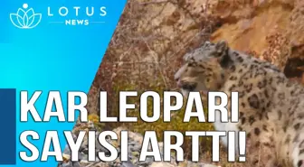 Video: Dünyanın En Yüksek Doğa Koruma Alanında Kar Leoparlarının Sayısı Arttı