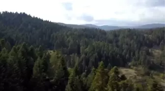 Anadolu Leoparı'nın foto kapanla kaydedilen son görüntüleri paylaşıldı