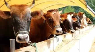 Bu yıl kurbanlıklar ne kadar olacak? Samsun'da fiyatlar 2 bin 500 TL'den başlayıp 25 bin TL'ye kadar çıkıyor