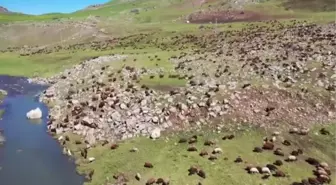 Iğdır'dan Ağrı yaylalarına göçerlerin yolculuğu başladı