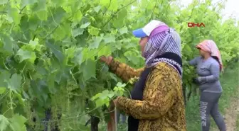 MANİSA KADIN VELİLER GÜNDÜZ ÜZÜM BAĞINDA ÇALIŞIP, AKŞAMLARI HALI SAHADA FUTBOL OYNUYOR