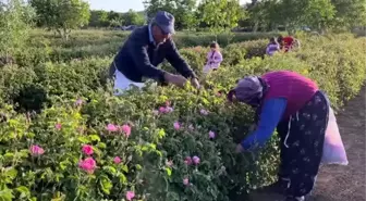 38 bin dönüm alana ekilen güllerin hasadı başladı