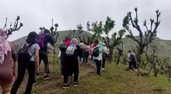 Doğaseverler Batman'daki ters laleleri görmek için Ziyaret Tepesi'ne tırmandı