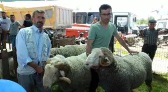 İvrindi'de 170 kiloluk koçlar ilgi odağı oldu