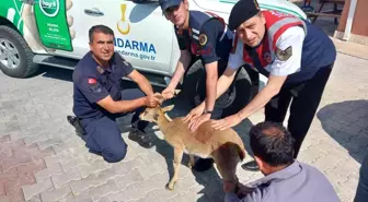 Karaman'da yaralı halde bulunan dağ keçisi tedavi altına alındı