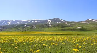 Sarı ve mor renkli çiçekler Erzurum ovalarını renklendirdi