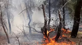 Uşak'taki orman yangınında 1,5 dekar alan zarar gördü