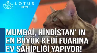 Video: Mumbai Hindistan'ın En Büyük Kedi Fuarına Ev Sahipliği Yapıyor