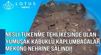 Video: Nesli Tehlike Altındaki 580 Dev Yumuşak Kabuklu Kaplumbağa Mekong Nehri'ne Salındı