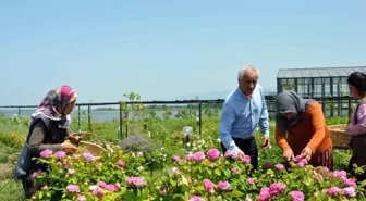 Altınova Belediyesi Tıbbi Aromatik Bitkiler Bahçesi'nde hasat zamanı