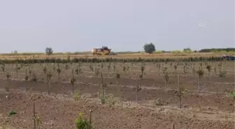 Çukurova'da buğday rekoltesinde artış bekleniyor