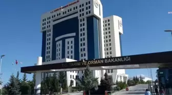 Tarım ve Orman Bakanlığı, İmalatçılara Şeker İthalatı Yetkisi Vermek İçin Çalışma Başlattığını Açıkladı